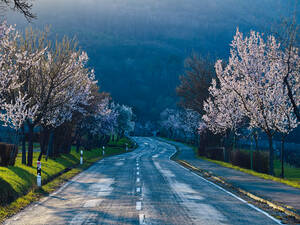 Die Mandelbäume von Edenkoben erstrahlen im tiefstehenden Abendlicht.