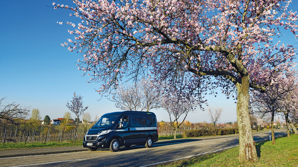 La floraison des amandiers
