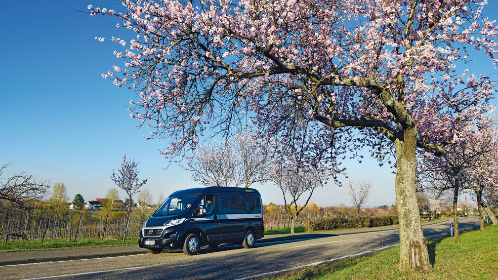 Mandelblüte in der Südpfalz
