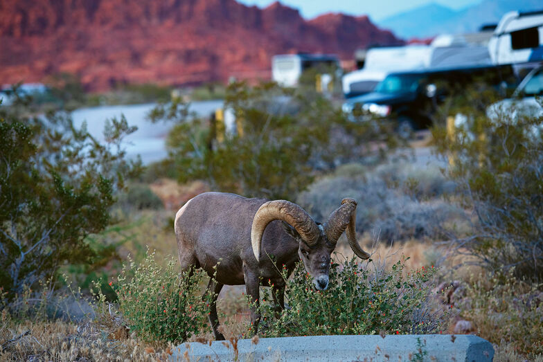 Des mouflons d'Amérique aux cornes imposantes traversent le camping.