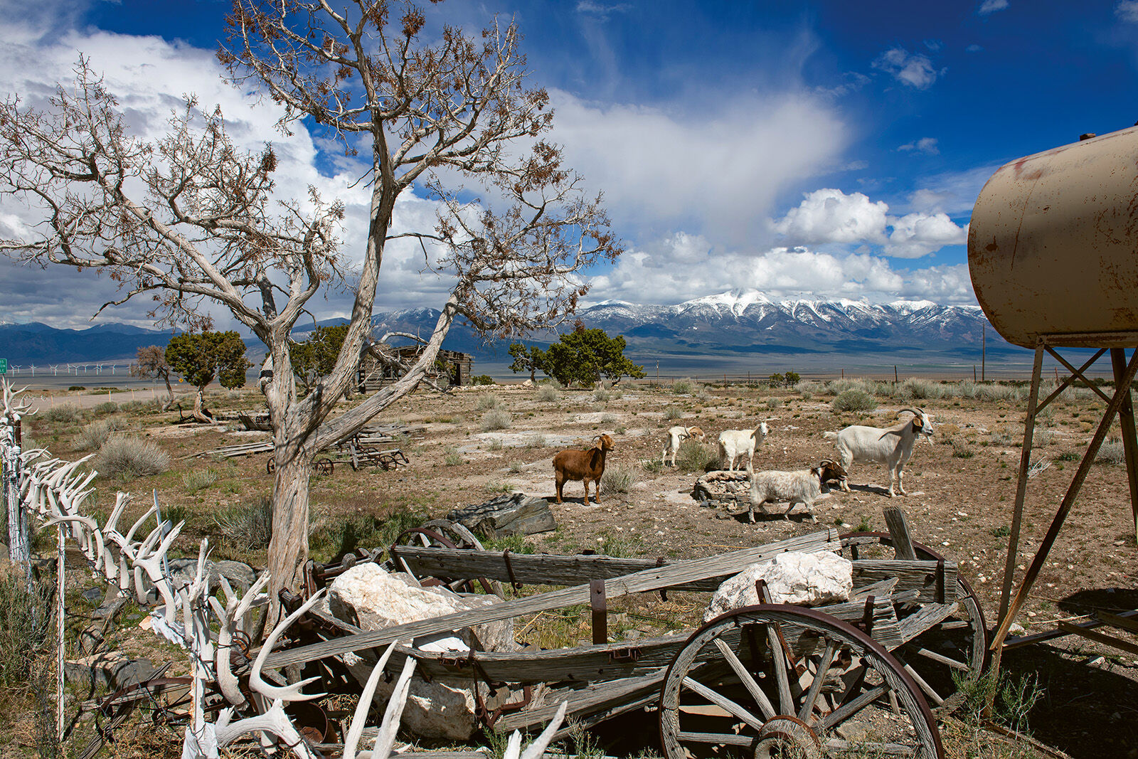 Des kilomètres de clôtures ornées de bois de cerf, des montagnes aux sommets enneigés : la Great Basin Highway, près d'Ely, permet de contempler un spectaculaire décor de cinéma.