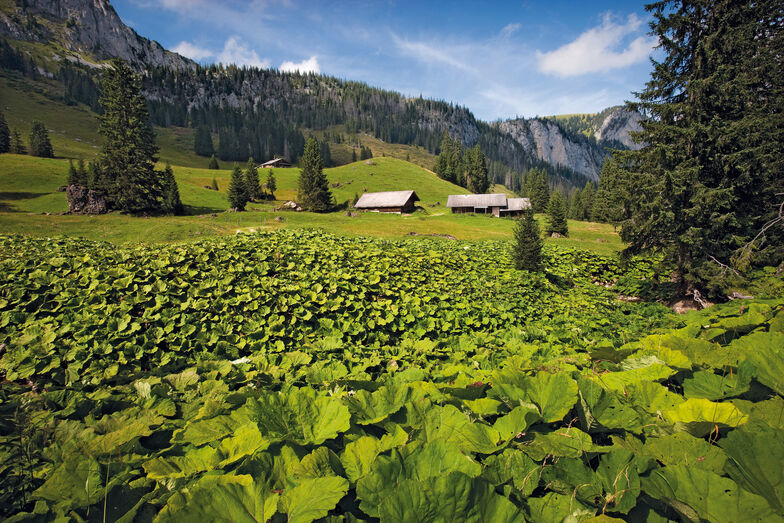 Lorsque les campings avaient fermé, le Diemtigtal et son parc naturel avaient dû faire face à différents problèmes. Aujourd’hui des emplacements pour camping-cars y sont créés.