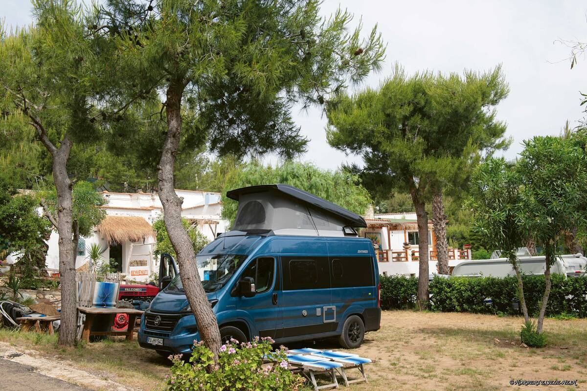 Les pins donnent de l&#039;ombre au camping Baia da Nicola, merveilleusement situé près de la plage.