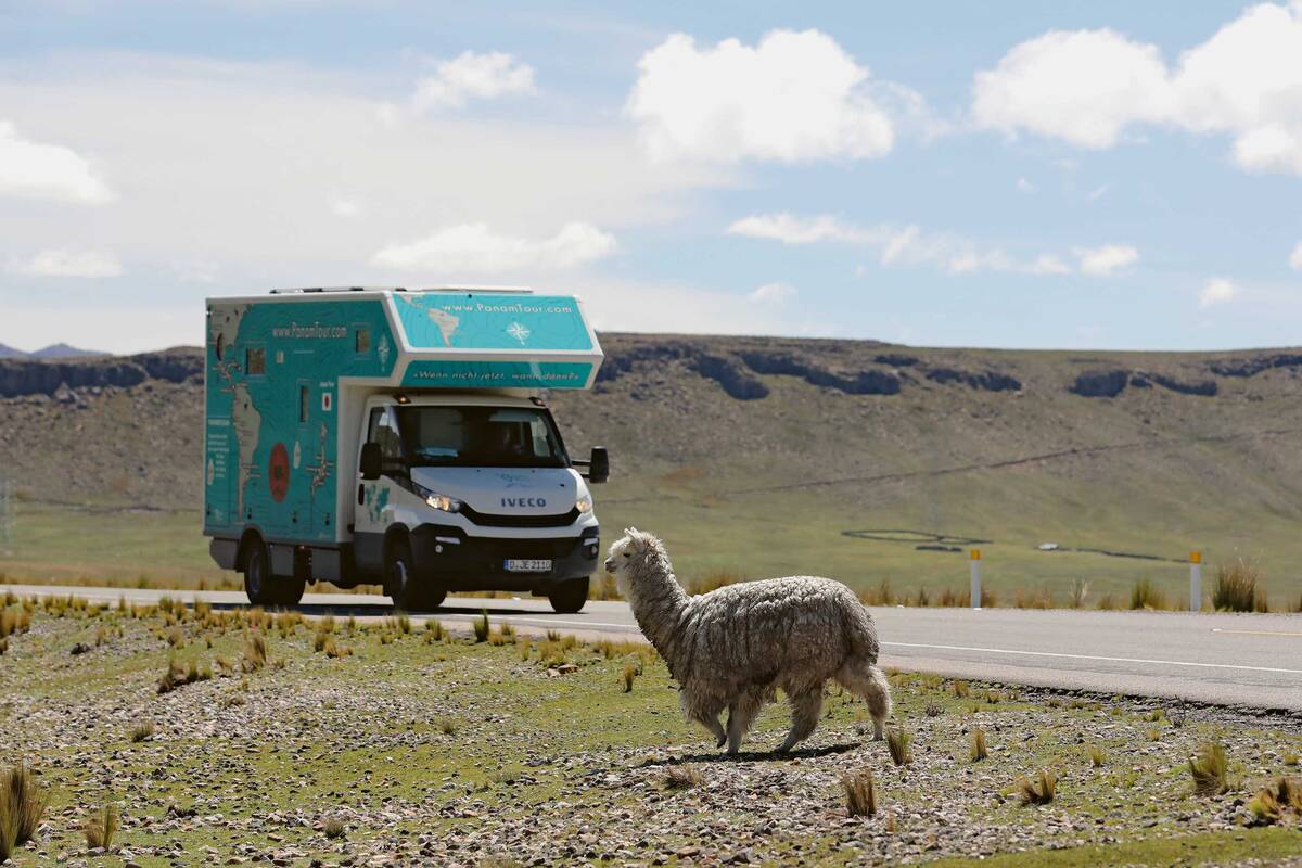 Die Begegnung mit einer Herde Babykamelen ist ein entzückendes Erlebnis.