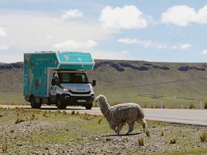 Die Begegnung mit einer Herde Babykamelen ist ein entzückendes Erlebnis.