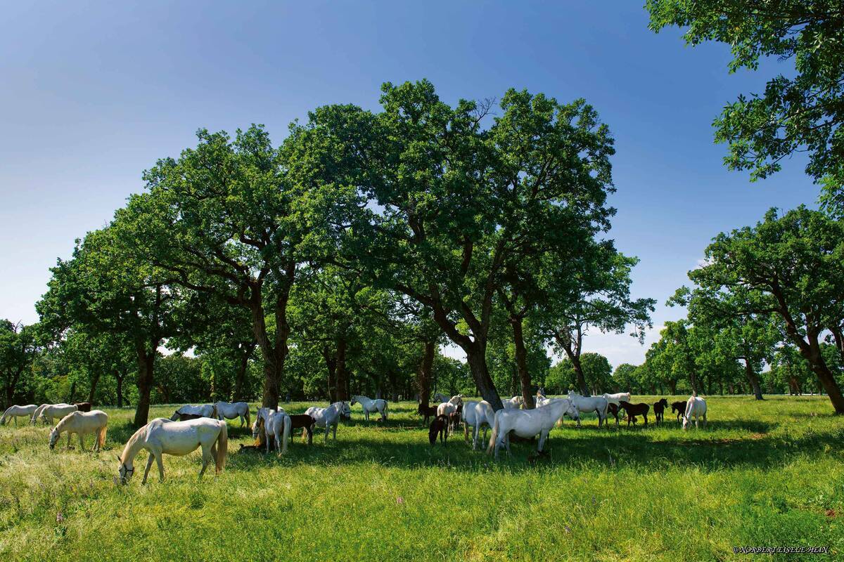 Ein biblisch-schöner Anblick: die Lipizzaner-Stuten mit ihren Fohlen auf der Weide.