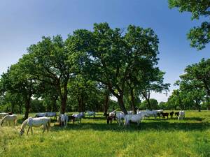 Ein biblisch-schöner Anblick: die Lipizzaner-Stuten mit ihren Fohlen auf der Weide.