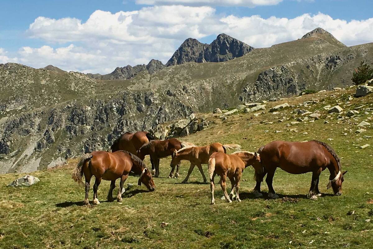 Jede Menge Natur: Nicht nur ruhesuchende Menschen, auch Tiere finden in den Pyrenäen einsame Berggegenden.