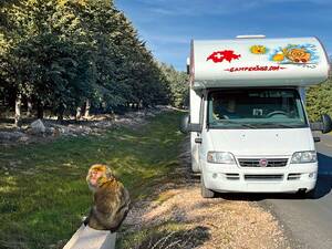 La forêt de cèdres d’Azrou, dans le parc national d’Ifrane, abrite l’une des plus grandes forêts de cèdres au monde et est le refuge de macaques de Barbarie vivant en liberté mais habitués à la présence humaine.